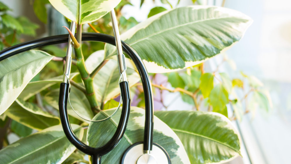 Ficus on the windowsill close up with a stethoscope Indoor ficus With large variegated leaves on the windowsill close up with a black medical stethoscope