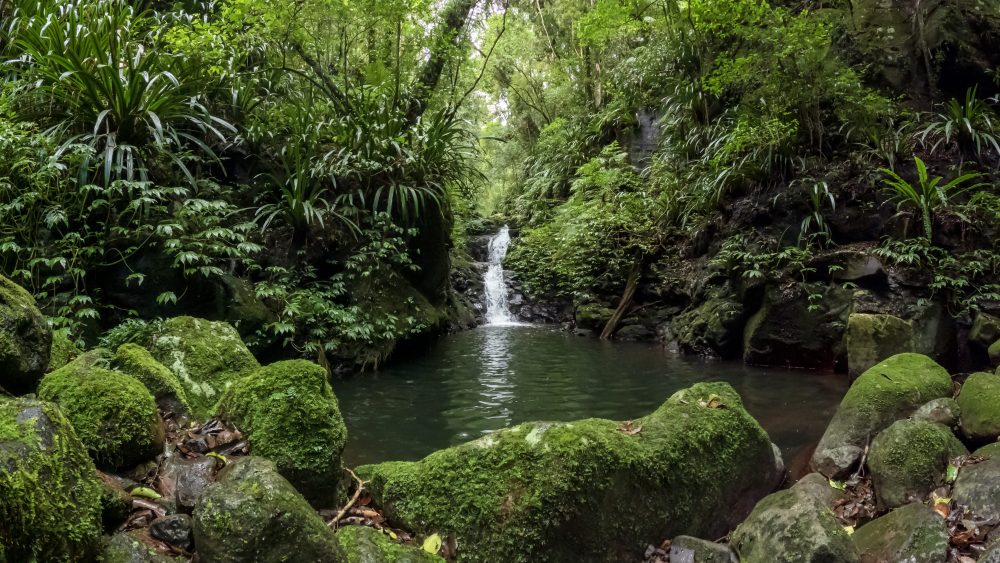 Iconic Waterfall surrounded by Lush Green Ancient Forest in Queenslandâs Gondwana Rainforests, Lamington National Park, Australia Iconic Waterfall surrounded by Lush Green Ancient Forest in Queenslandâs Gondwana Rainforests, Lamington National Park, Australia