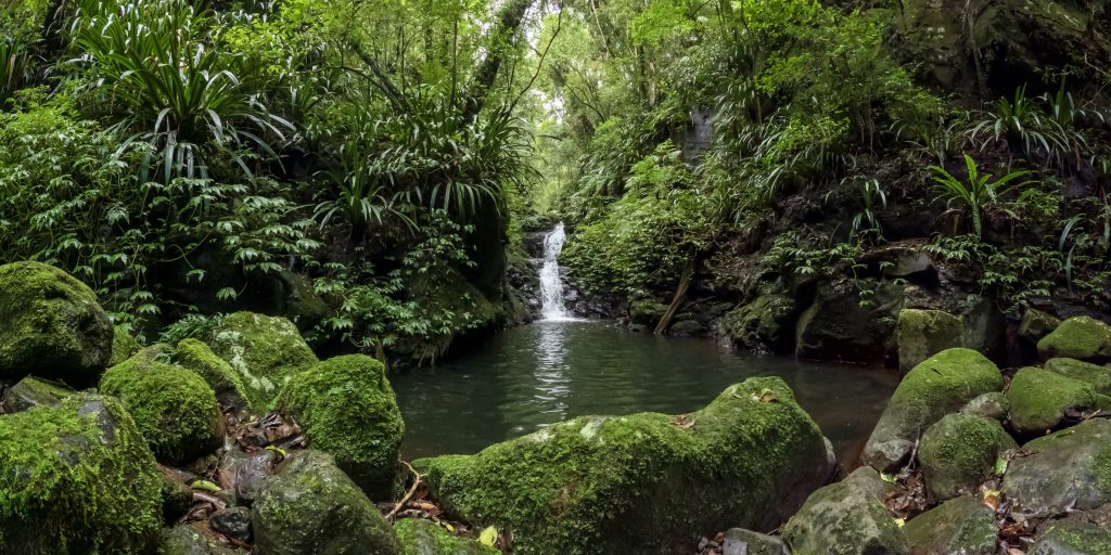 Iconic Waterfall surrounded by Lush Green Ancient Forest in Queenslandâs Gondwana Rainforests, Lamington National Park, Australia