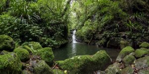 Iconic Waterfall surrounded by Lush Green Ancient Forest in Queenslandâs Gondwana Rainforests, Lamington National Park, Australia